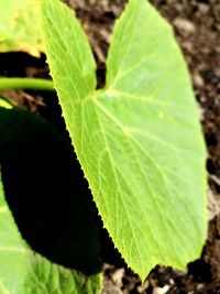 High angle view of plant growing on field