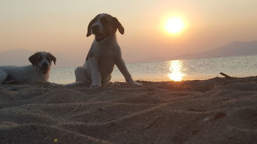 Dog on beach against sky during sunset