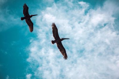 Low angle view of bird flying against sky