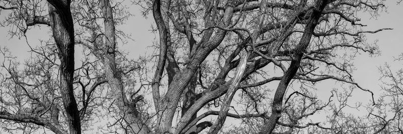 Low angle view of bare trees against sky