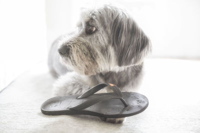 Close-up of a dog at home