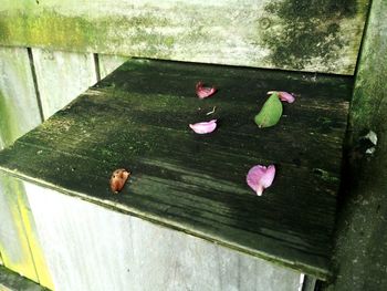 High angle view of pink leaves floating on water