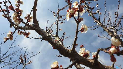 Low angle view of cherry blossom against sky