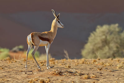 Antelope in sossus vlei 