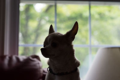 Close-up of dog on window
