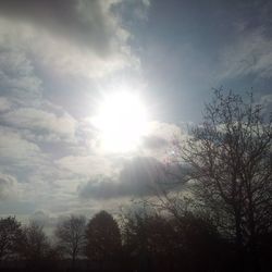 Low angle view of bare trees against sky