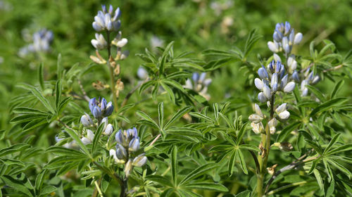 Close-up of flowering plants on field