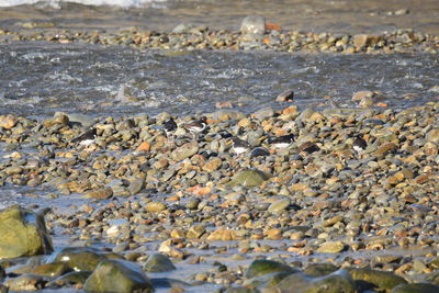 View of pebbles on beach
