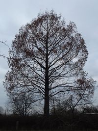 Low angle view of bare tree against sky