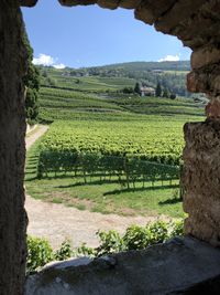 Scenic view of vineyard