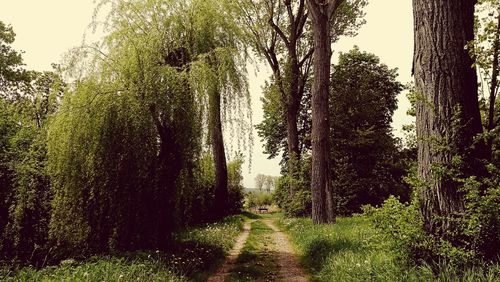 Road passing through trees