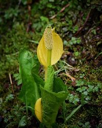 Close-up of yellow flower blooming outdoors