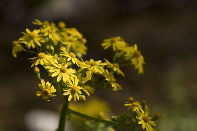 Close-up of yellow flowering plant