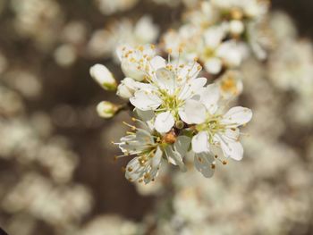 Close-up of cherry blossom