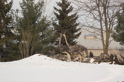 View of horse in winter