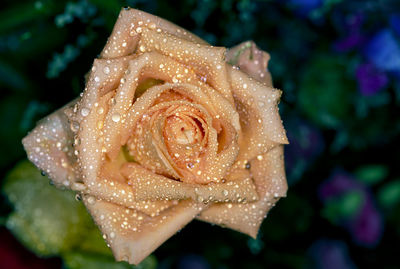 Close-up of wet rose in rainy season