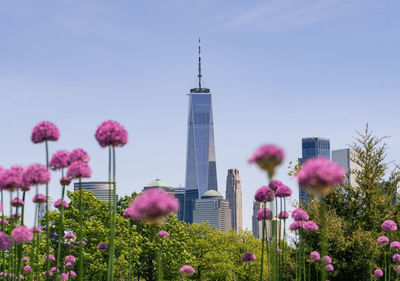 Purple flowering plants in city against sky