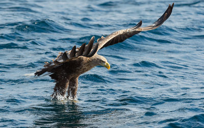 Dead bird flying over sea