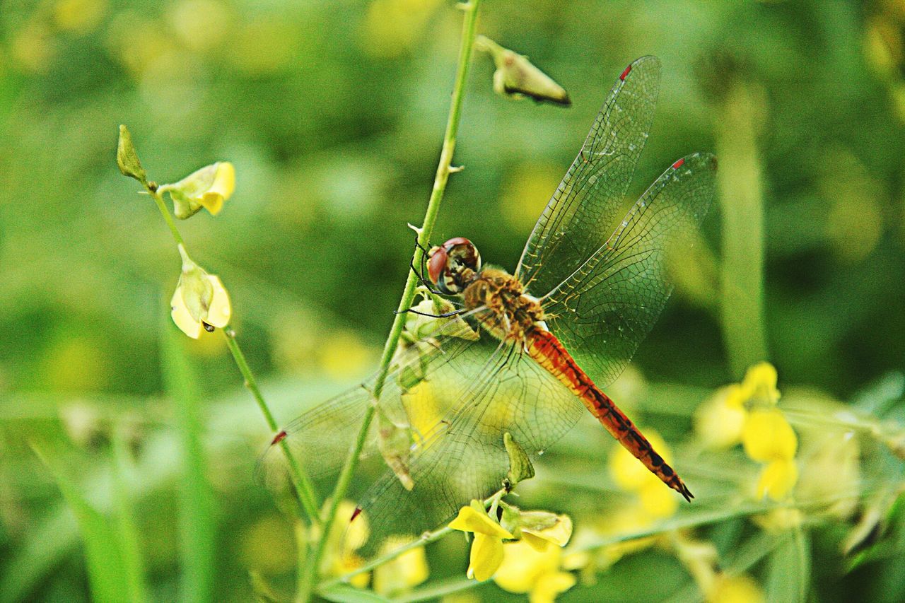 animal themes, animals in the wild, insect, one animal, wildlife, flower, focus on foreground, close-up, nature, plant, fragility, selective focus, beauty in nature, growth, outdoors, day, pollination, zoology, no people, animal wildlife