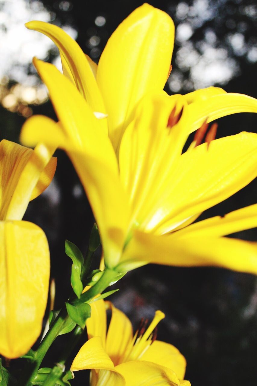 CLOSE-UP OF YELLOW FLOWER