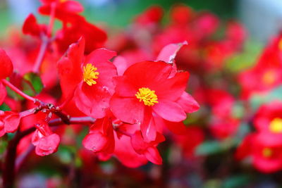 Close-up of red flowering plant