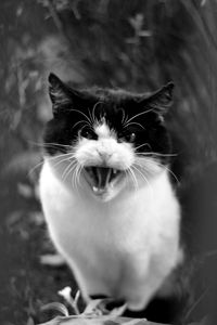 Close-up of cat yawning