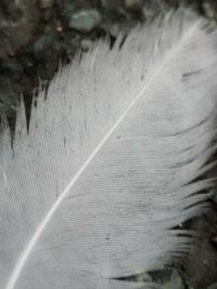 Macro shot of snow covered plant