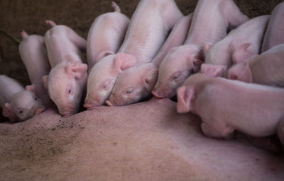 Little baby pigs having dinner