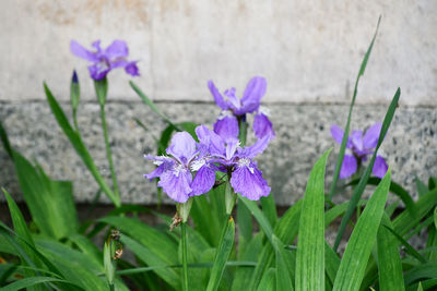 flowering plant