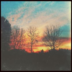 Silhouette of trees at sunset