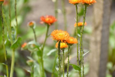 Close-up of orange flowering plant