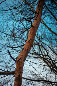 Low angle view of bare tree against sky