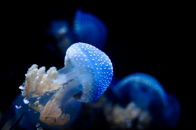 Close-up of jellyfish swimming in sea