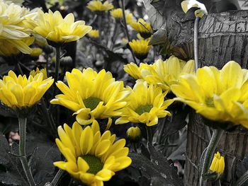 Close-up of yellow flower