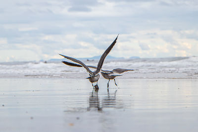 View of seagull on zuma beach