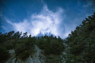 Low angle view of trees against sky