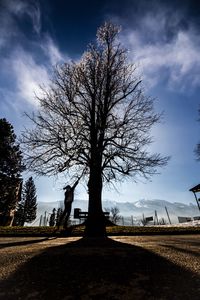 Bare tree on landscape against sky