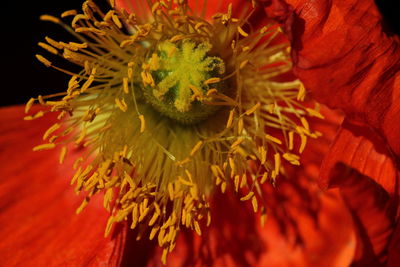 Close-up of red flowering plant