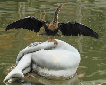 Birds in calm water