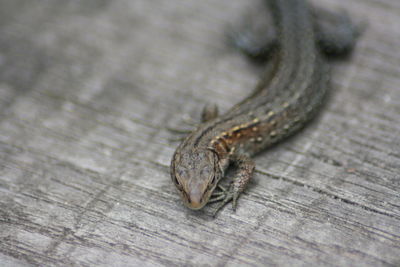 Close-up of lizard on wood