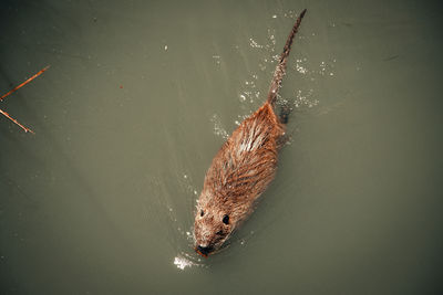 animal