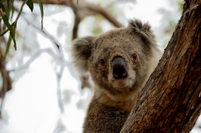 Close-up of koala on tree