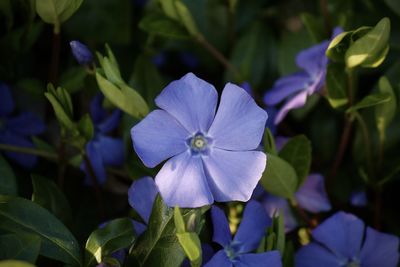 Close-up of purple flowering plant