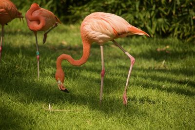 Side view of two birds on field