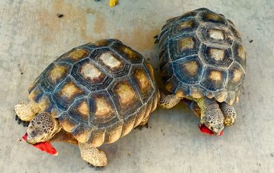 Close-up of tortoises