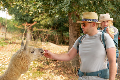 Caucasian man carrying baby in backpack,tourists wearing sunhats visiting zoo or farm feeding alpaca