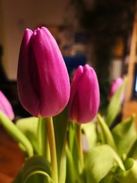 Close-up of pink tulip