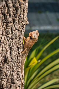 Close-up of a tree trunk