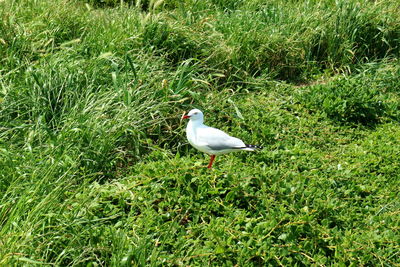 Bird perching on grass