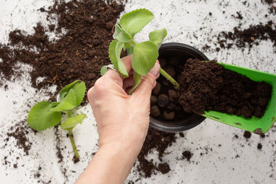 Top view of woman hand planting rooted mint cutting into pot on white background